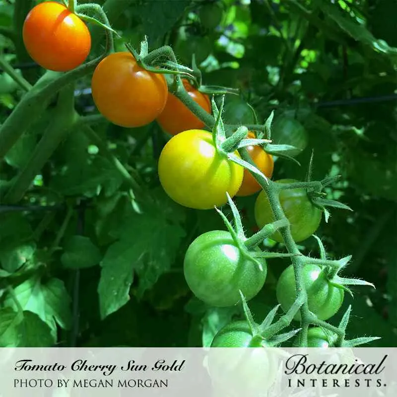 Sun Gold Pole Cherry Tomato Seeds