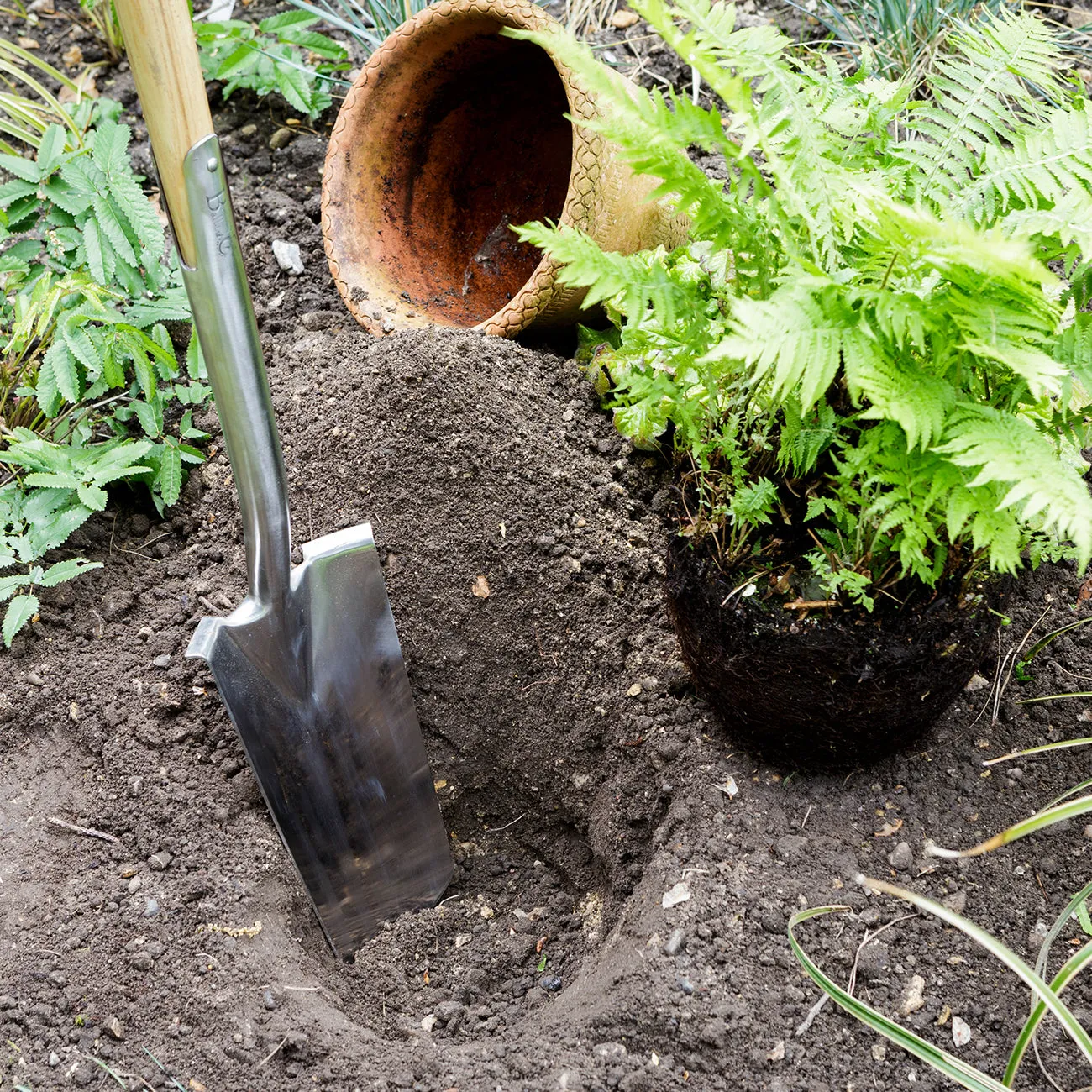 Transplanting Spade - RHS Endorsed