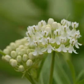 White Swamp Milkweed - Asclepias incarnata 'Ice Ballet'